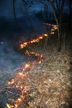 leopard amur habitat threats leopards poaching conservation fires danger factors numerous depletion degradation prey extinction grave due including